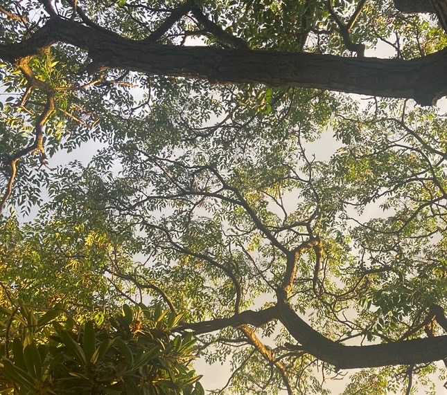 Linny Lou The Light Through The Trees Artwork 